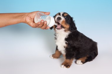 Dog drinking milk clipart