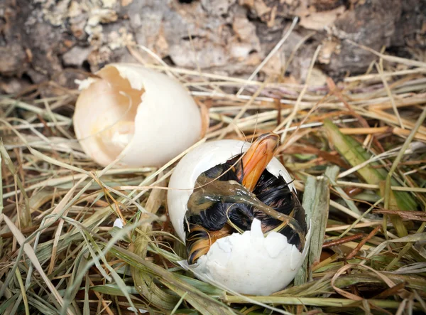 Ördek yavrusu doğuyor — Stok fotoğraf