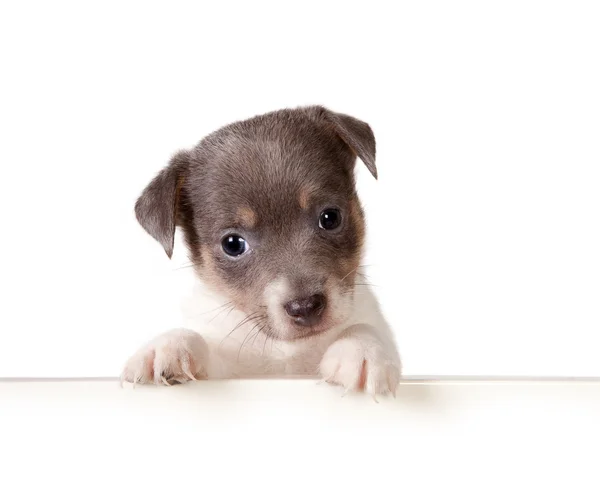 Puppy card — Stock Photo, Image