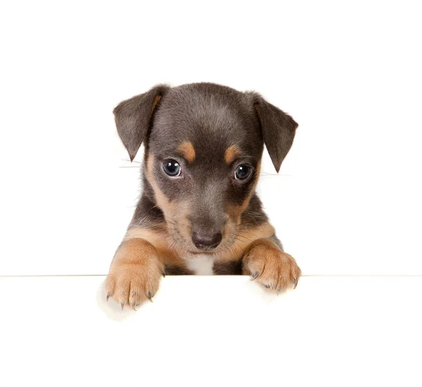 Isolated jack russel puppy — Stock Photo, Image
