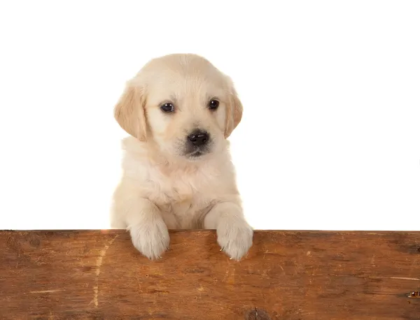 Puppy and fence — Stock Photo, Image