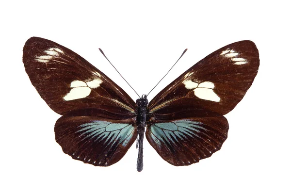 Motýl heliconius — Stock fotografie