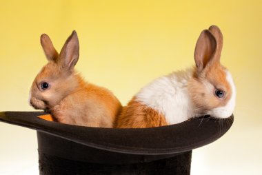 Twin rabbits in a top hat clipart