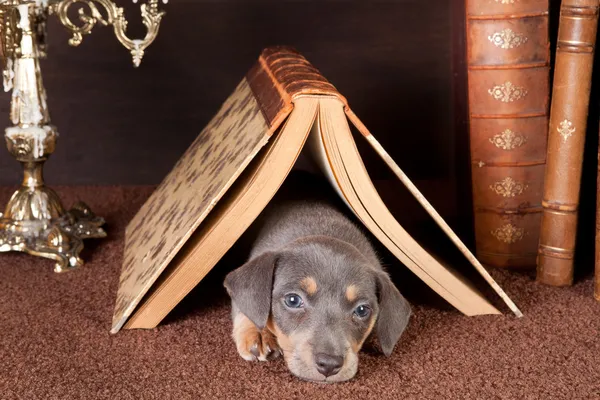 Спать под книгой — стоковое фото