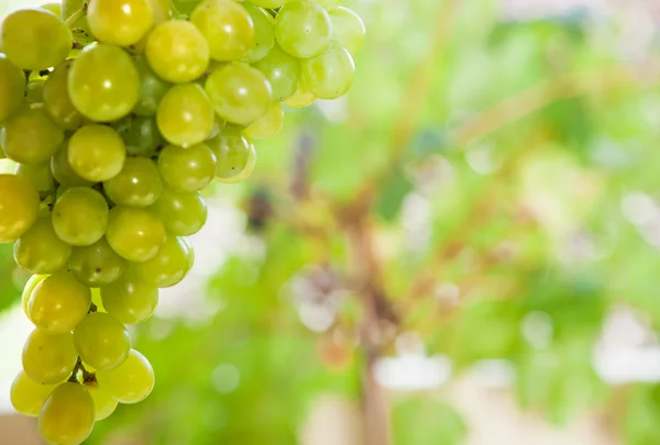 Kebun anggur sebelum panen — Stok Foto