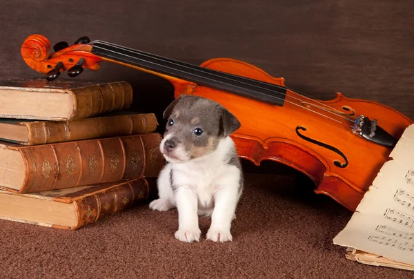 Music puppy — Stock Photo, Image