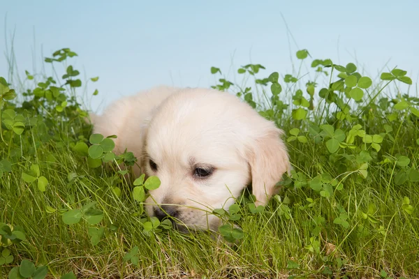 Câine singuratic — Fotografie, imagine de stoc