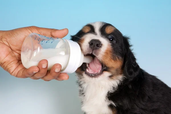 Milk and puppy — Stock Photo, Image