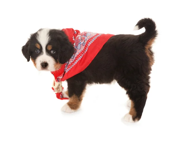 Peasant scarf doggy — Stock Photo, Image