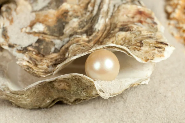 Pearl in oyster — Stock Photo, Image