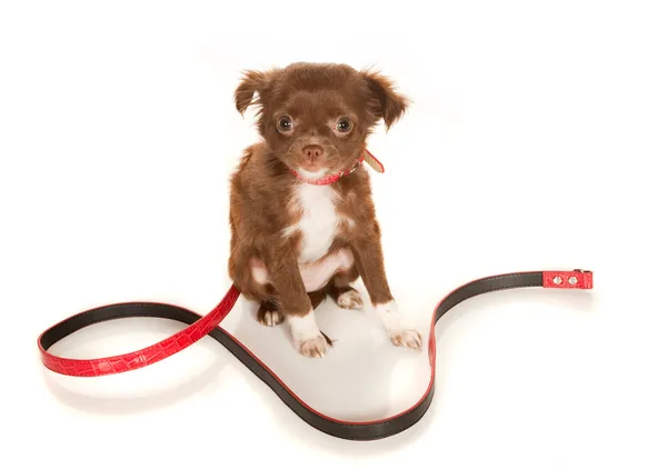 Chihuahua bebê com coleira — Fotografia de Stock