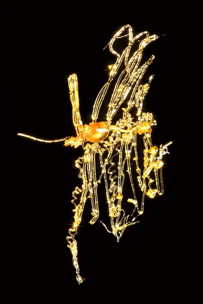 Gyllene insekt — Stockfoto