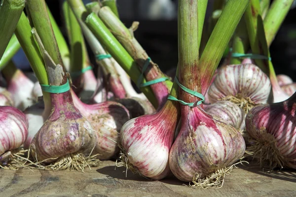 stock image Garlic bunch