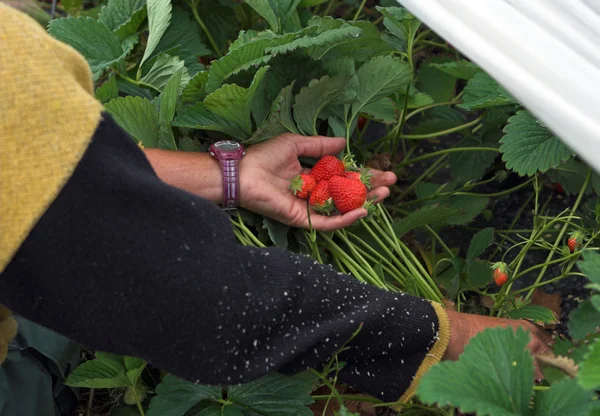 stock image Strawberry picking