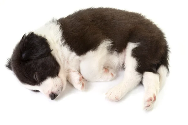Durmiendo frontera collie cachorro —  Fotos de Stock