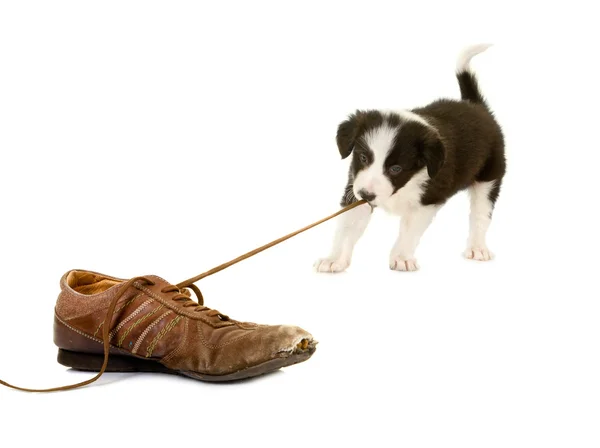 Puppy pulling shoe lace — Stock Photo, Image