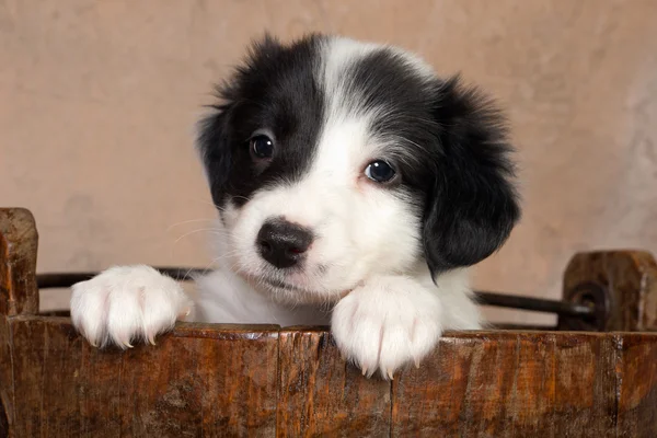 Puppy in a wooden bucket — Stock Photo, Image