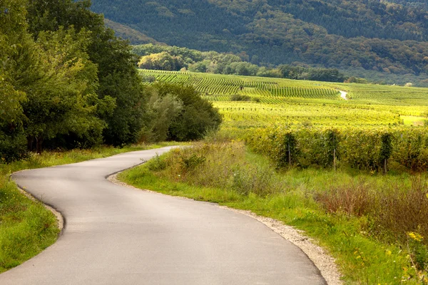Vineyards and curving road — Stock Photo, Image
