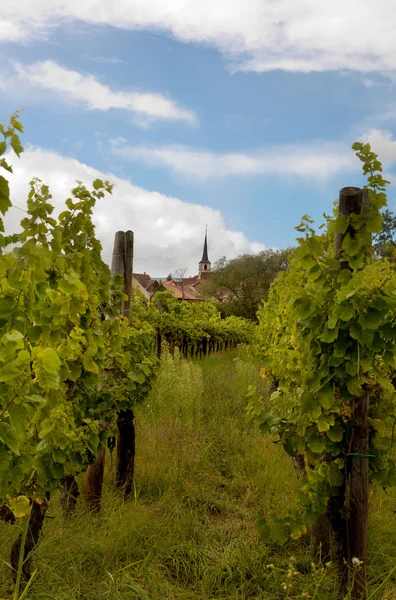 Franse wijngaard — Stockfoto
