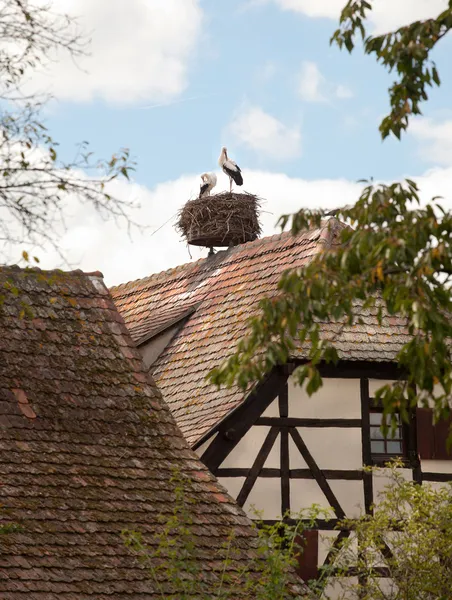 Storchennest auf elsässischem Bauernhof — Stockfoto