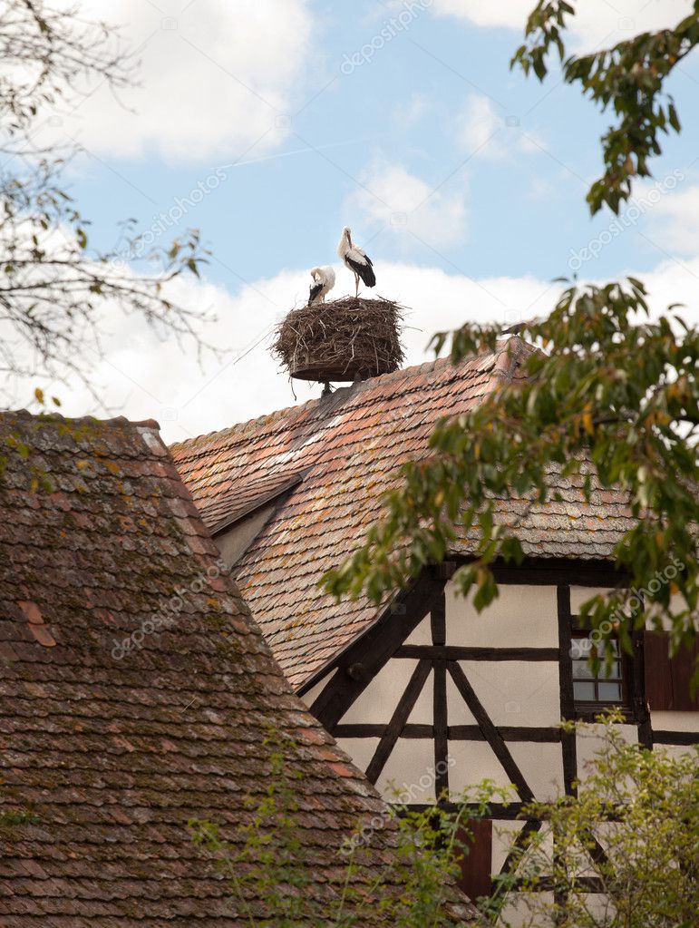 Stork nest on Alsace farmhouse