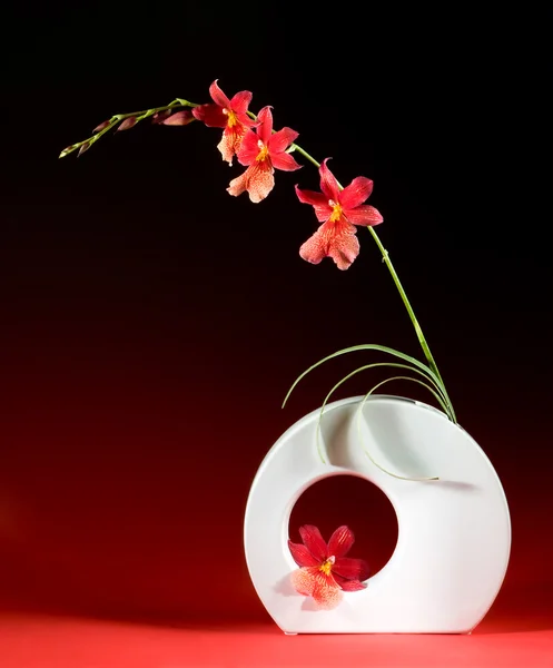 Projeto Ikebana — Fotografia de Stock