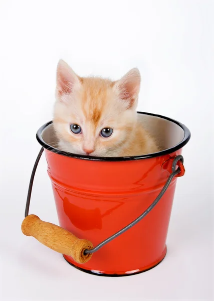 Kočka v kbelíku — Stock fotografie