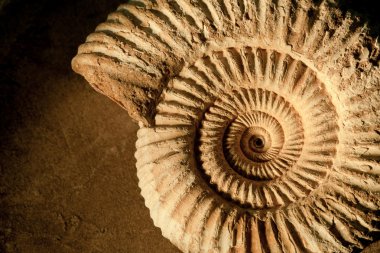 Ammonite background clipart