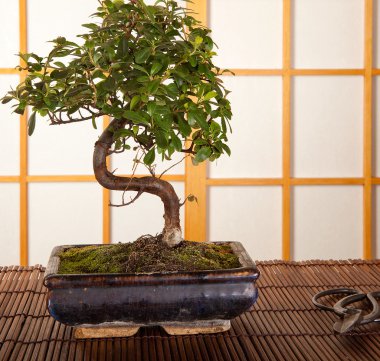 bonsai ağacı ve budama makası