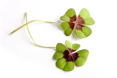 Clover with clipping path clipart