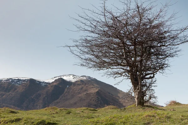 Mountain tree — Stock Photo, Image