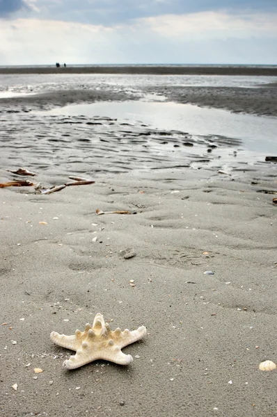 Étoile de mer solitaire — Photo