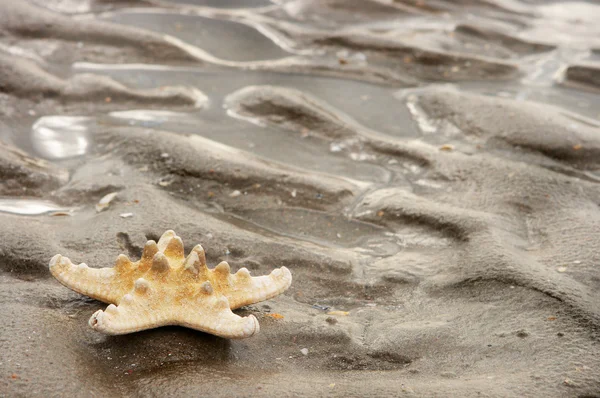 Морська зірка на пляжі — стокове фото