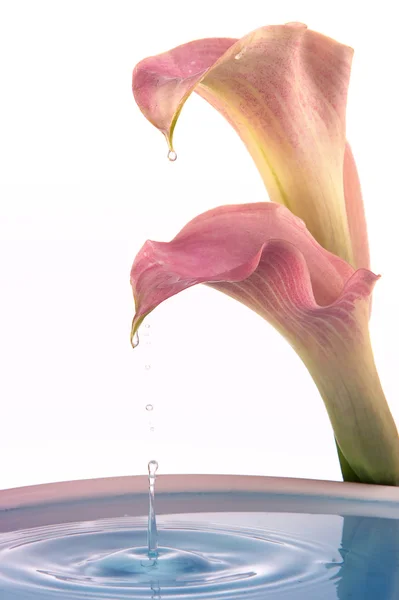 Virág cseppek — Stock Fotó
