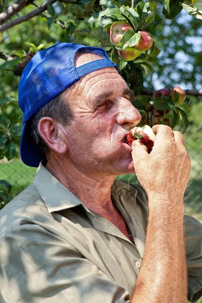 Farmer tasting apples — Stock Photo, Image