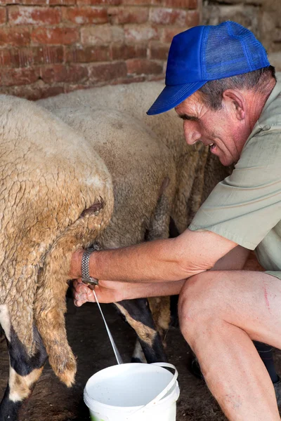 Milking sheep the old-fashioned way — Stock Photo, Image