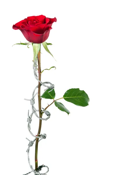 Forbidden rose — Stock Photo, Image