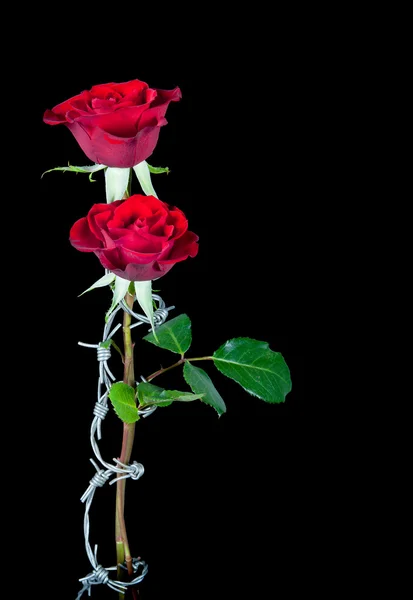 Vörös rózsa és szögesdrót — Stock Fotó