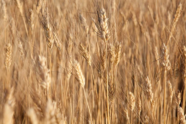 Пшениця скрізь — стокове фото