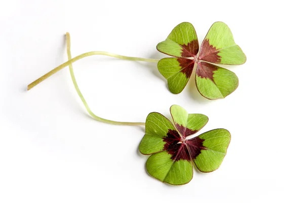 Clover with clipping path — Stock Photo, Image