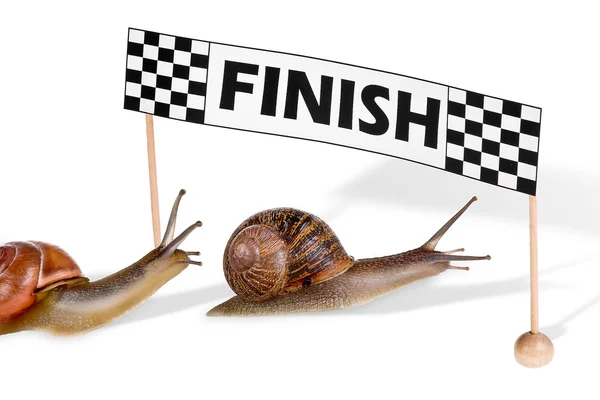 Racing snails — Stock Photo, Image