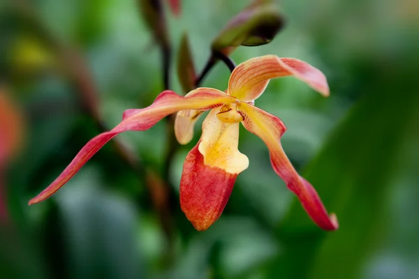 stock image Tropical orchid