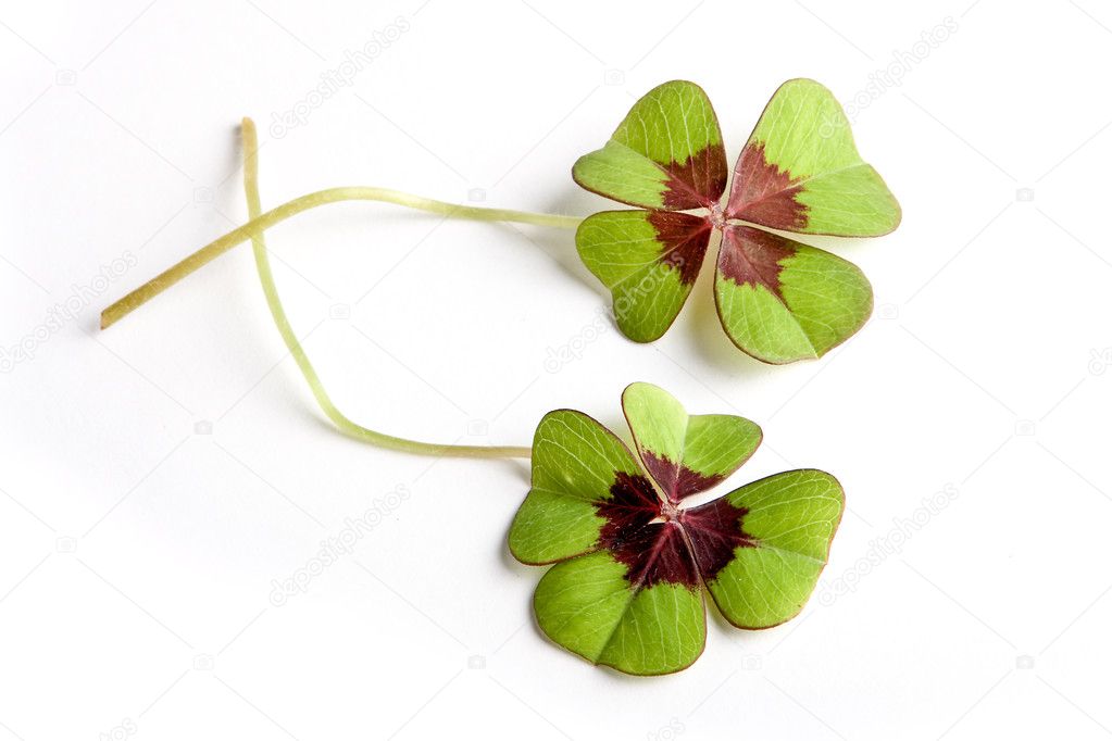Clover with clipping path