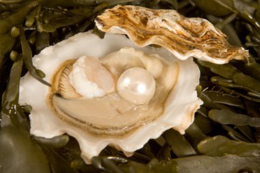 Open oyster with pearl clipart