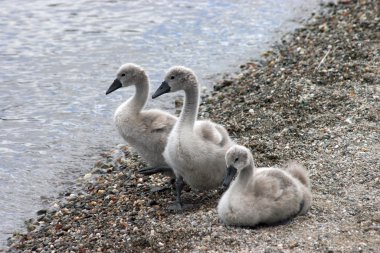 Bebek Kuğu