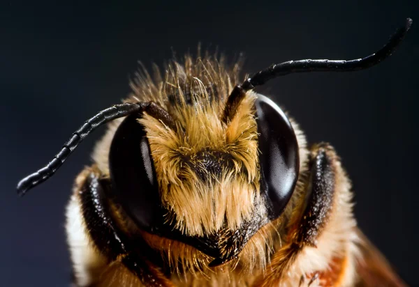Beeholder — 스톡 사진