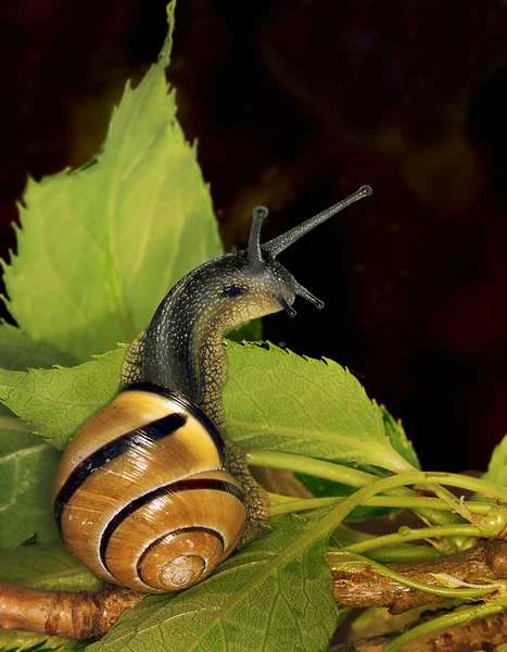 好奇的蜗牛 — 图库照片