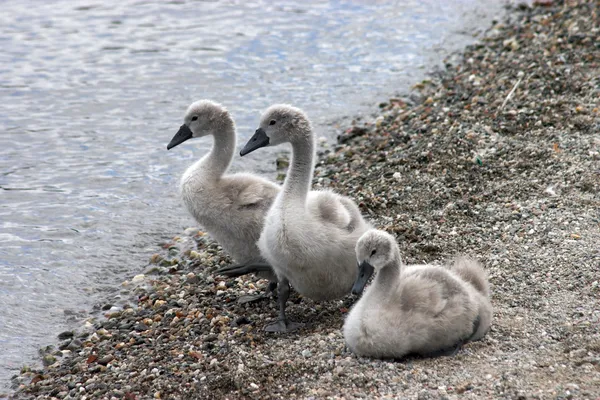 Cisnes bebés — Fotografia de Stock