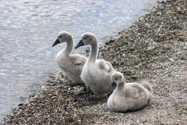 Baby swans