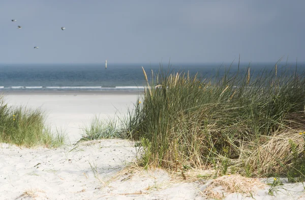 Holandský duny — Stock fotografie